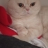 Oscar