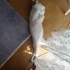 Karcan