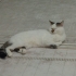 Pamuk (Peynir)