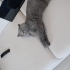 Eros