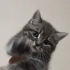 Duman