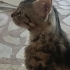 Paşa