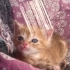 Sarman