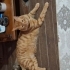 Çimbom