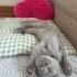 Bulut