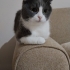 Lio