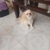 Tarsin