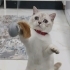 Didirik