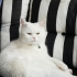Casper