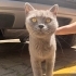 Duru