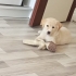 Goldy