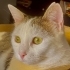 PAMUK