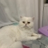 Salem