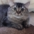 Kuki