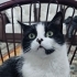 Zeytin