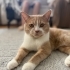 Oscar