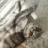 Mochi