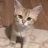 miso