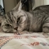 Bulut