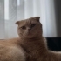 Odin