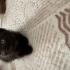 Zeytin