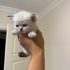 british shorthair bl...