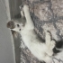 Bulut