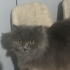 Tom