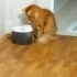 Tarçın