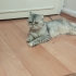 Mia