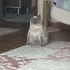 Kivi