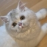 Pamuk