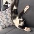 zeytin