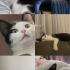 Lulu