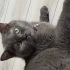 Duman