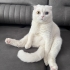 Beybi