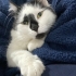 Aslan