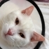 PAŞA