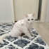 Findik