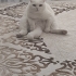 Sütlaç