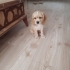 Kuki