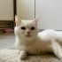 Pamuk