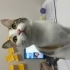 minoş