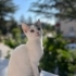 Lili