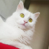 PAMUK