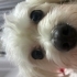 Puffy