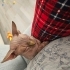 Dobby