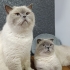Mars & Luna