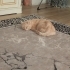 Ciro