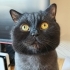 Misha